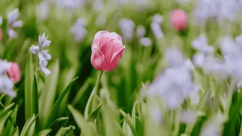 Tulip Time Flower Festival 2026