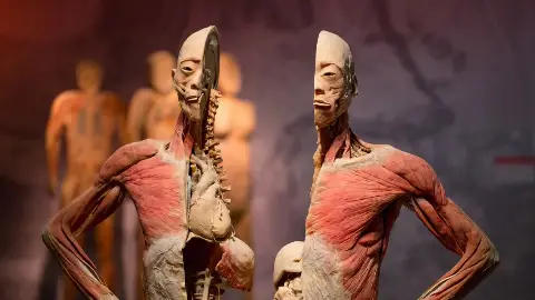 Real Bodies